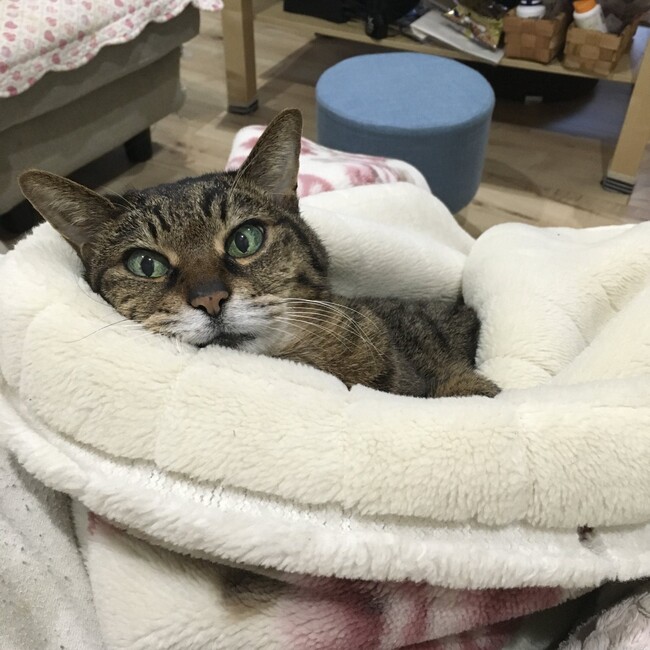 朝日さすのカバー写真