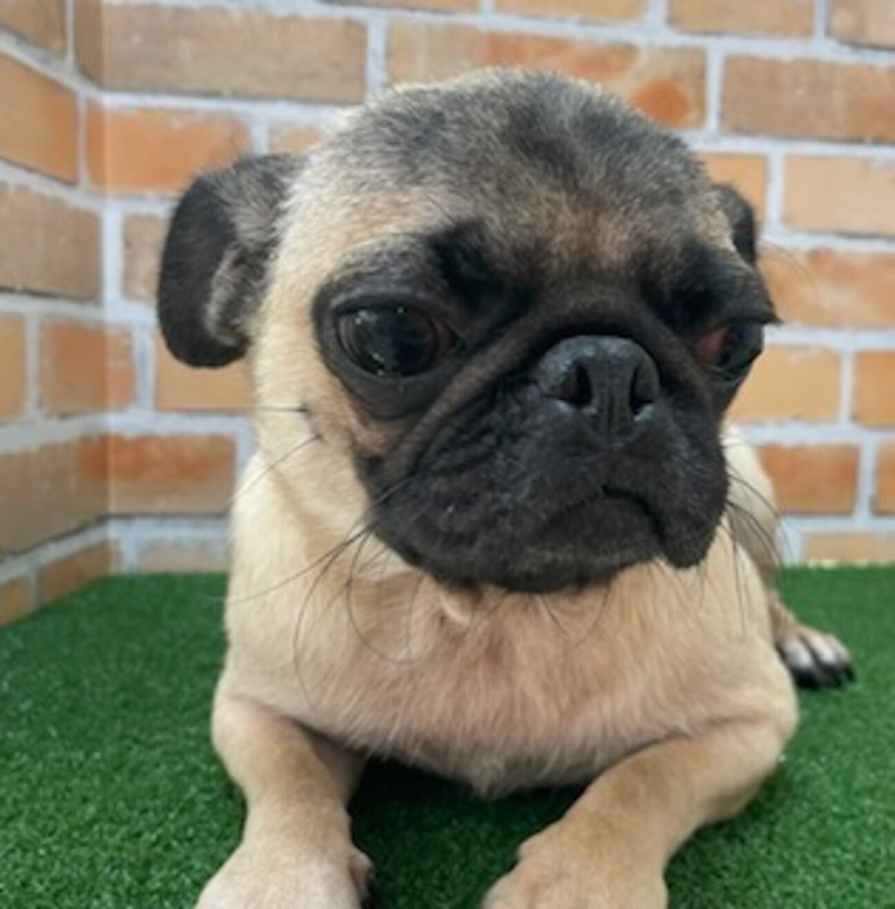 パグの女の子 大分県 犬の里親募集 4234 ペットのおうち 月間利用者150万人