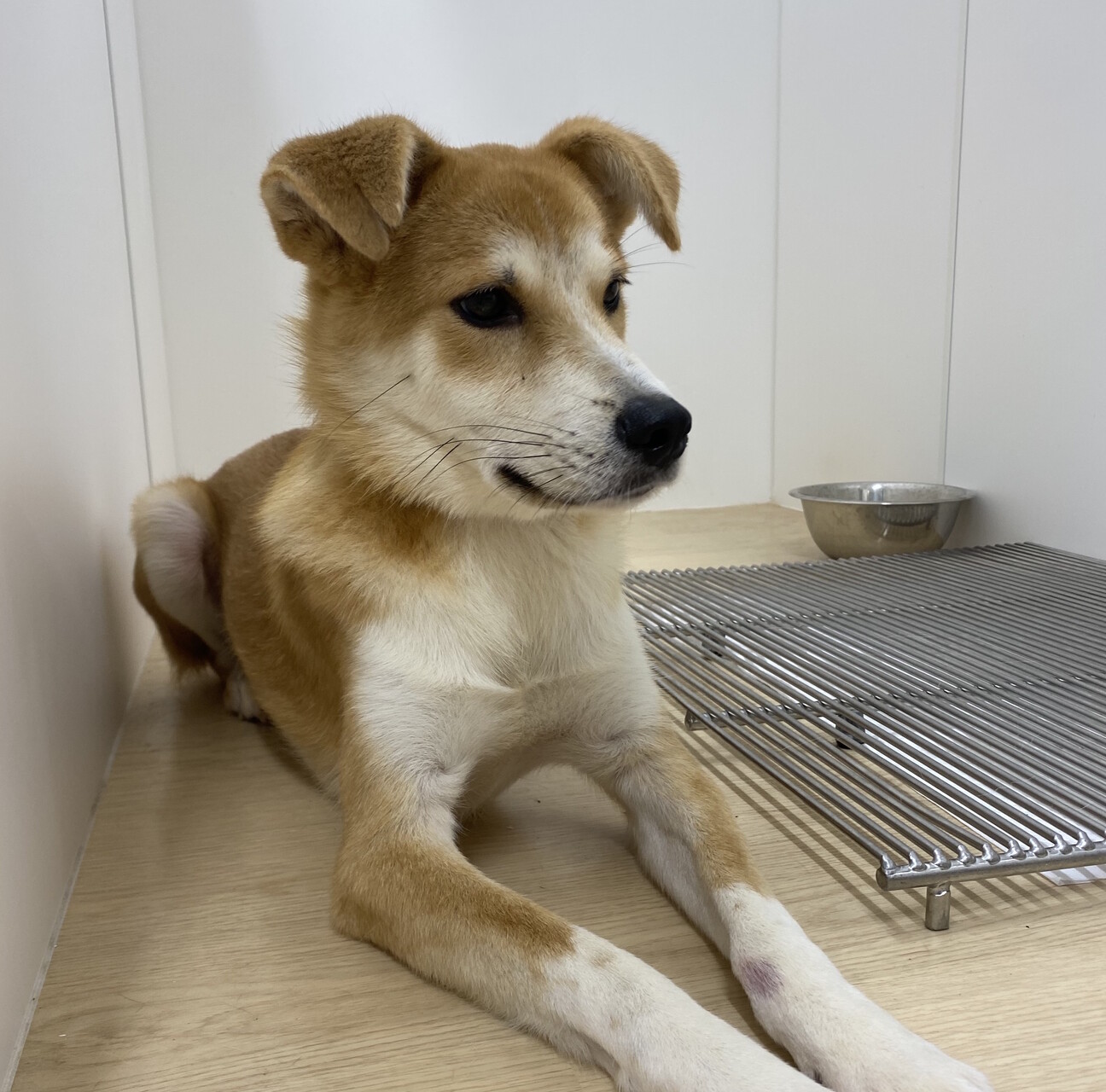 9 4 品川譲渡会 穏 東京都 犬の里親募集 4235 ペットのおうち 月間利用者150万人