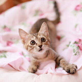 ふわ～っとした雰囲気の女の子（せり）