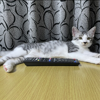 白サバの活発でかわいい女の子です。