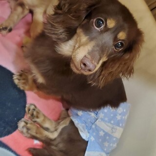 ミニチュアダックス♬マロ吉♪里親絶賛募集中！