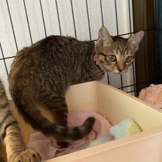 伊勢原☆可愛いキジトラのタルトちゃん