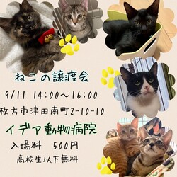 ねこの譲渡会@枚方市 サムネイル1