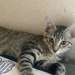 ねこの譲渡会@枚方市 サムネイル2