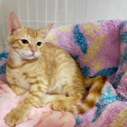 ねこの譲渡会@枚方市 サムネイル3