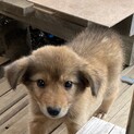 保護犬を迎えませんか？♂