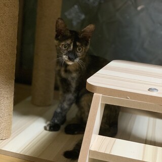 小豆（あずき）ちゃん生後3ヶ月くらいの♀（三姉妹）