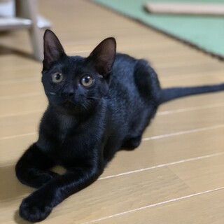 黒豆（くろまめ）ちゃん生後3ヶ月位の♀（三姉妹）