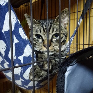 21.5月生☆たぬき顔ミィ君