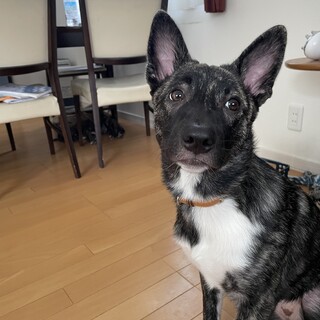 天真爛漫な可愛いひおりちゃん❤️野犬にも家族を