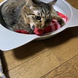 「蹴りぐるみ」サムネイル2