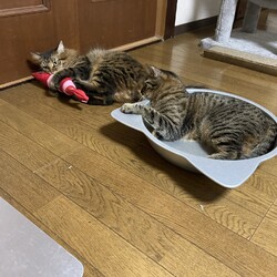 「蹴りぐるみ」サムネイル3