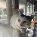 多頭飼育崩壊　片腕を無くした仮名ふーちゃん
