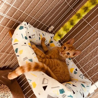 茶トラの子猫☆とっても人懐っこいです