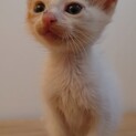 生後1ヶ月ぐらいの仔猫です！