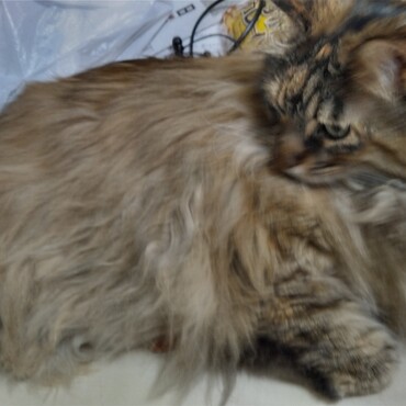 サラちゃん9キロ超えました。