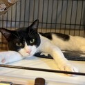 穏やかで落ち着いています♡バットくん