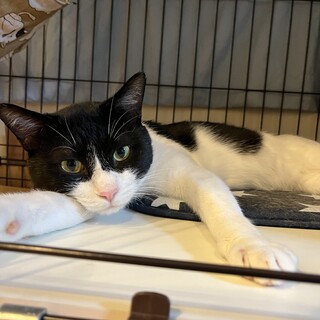 穏やかで落ち着いています♡バットくん