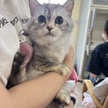 ミヌエット