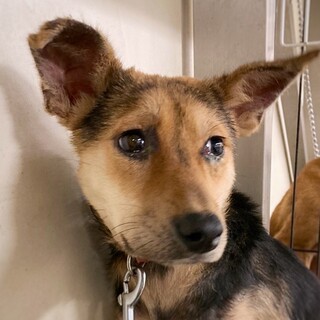 【相談中】かわいく変身しました！かよえちゃん