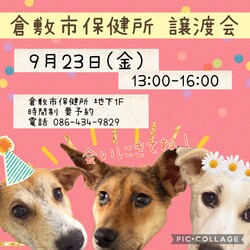 倉敷市保健所　収容犬猫譲渡会