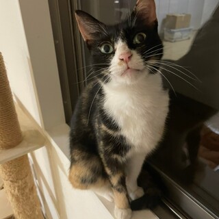 撫で撫で大好き！甘えん坊ミケちゃん