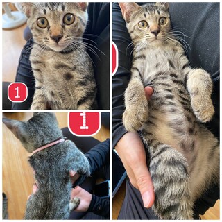 母猫がいなくなってしまったので保護しました。♂組