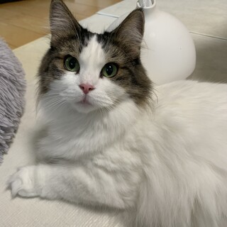 性格も最高にカワイイ美猫ちゃん♡