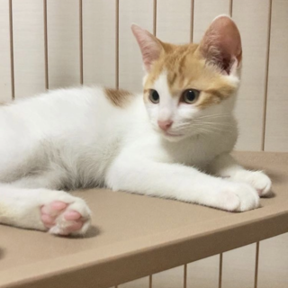 【里親サマ決まりました！】･:*+.福くん