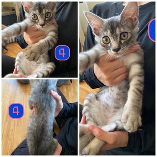 母猫がいなくなってしまったので保護しました。♀組