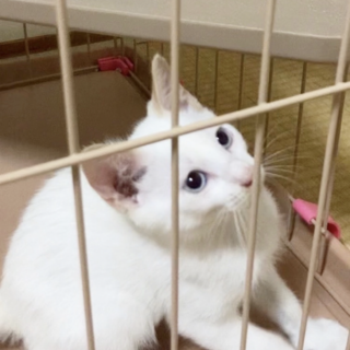 【里親サマ決まりました！】･:*+.幸くん