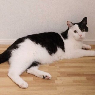 飼い主さんに先立たれたアイリちゃん