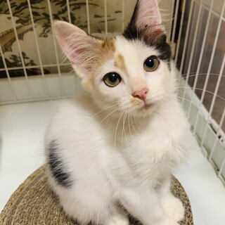【つぶらな瞳】ふわふわ三毛のたろちゃん