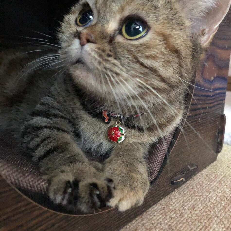 デコちゃんのカバー写真