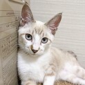 おとなしい性格ですෆ⃛シュガー嬢