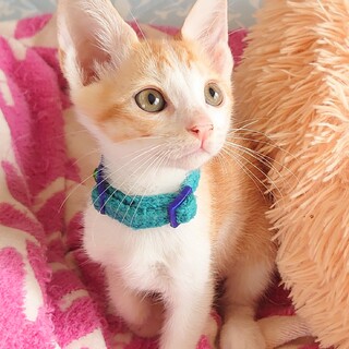 【1/3譲渡会参加】お返事上手★ぐり君