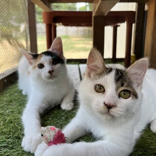 なかよし姉妹♡トビちゃん＆ミケちゃん　4ヶ月