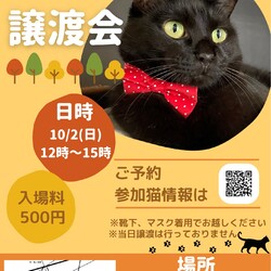 大阪京橋猫の譲渡会