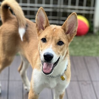 推定5か月もものすけ