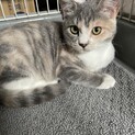 パステル三毛猫4ヶ月ほどのメス子猫