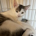 キジ白子猫オス