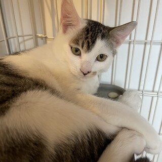 キジ白子猫オス