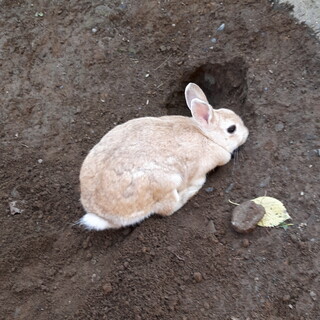 ウサギ