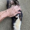 お腹なでなでするとこうなるww