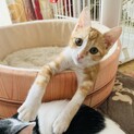 【やんちゃな甘えん坊ボーイ】イケにゃんタビーくん