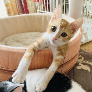 【やんちゃな甘えん坊ボーイ】イケにゃんタビーくん