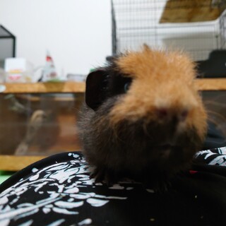 モルモット譲渡します