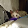 まるで白いたぬきのよう。シャム猫ちっくな女の子 サムネイル6