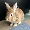 佐渡っこ二世　モカくん サムネイル2
